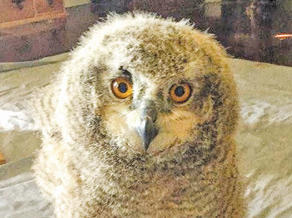 Falconry Experience hoots about baby owl