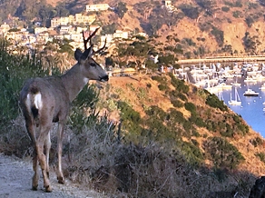 Deer plan to be revised