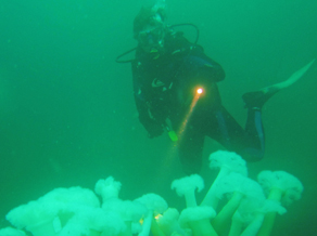 Scuba Diving: Sea Anenone