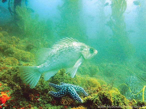 Scuba Diving: Rockfish don’t dance