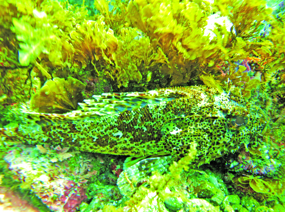 Scuba Diving: California Scorpionfish