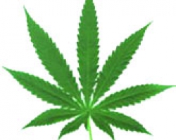 Schickling: Allow recreational cannabis
