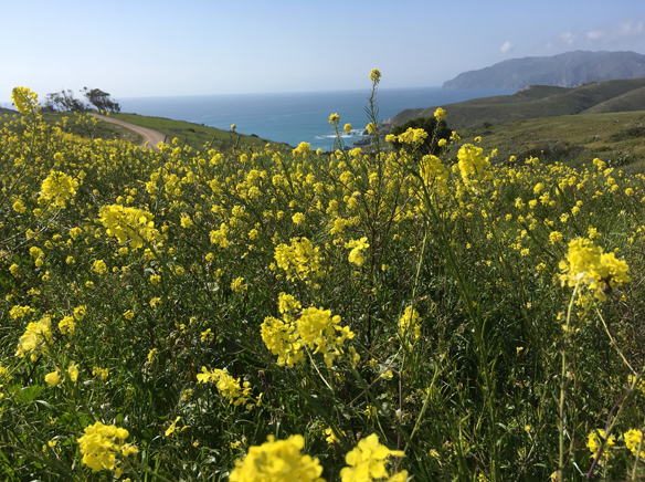 Spring Flowers of Catalina Island