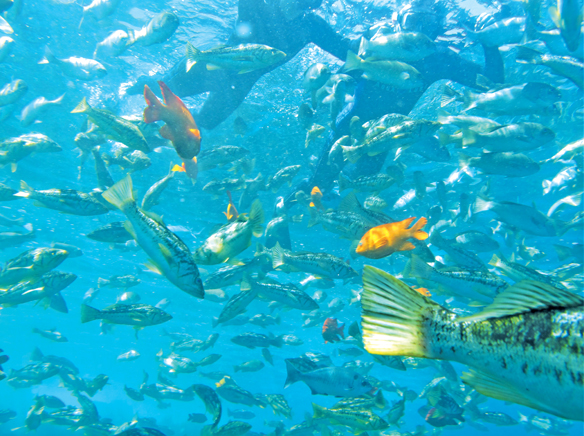 Underwater column: Come jump into Casino Dive Park