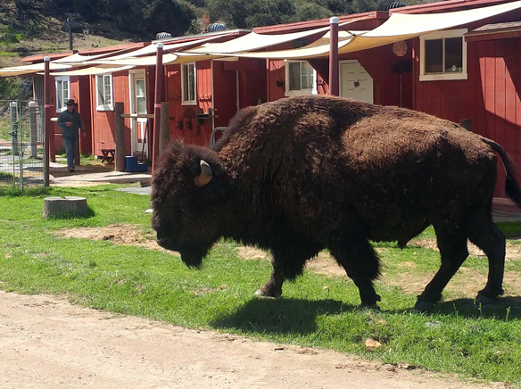 More bison to join island herd