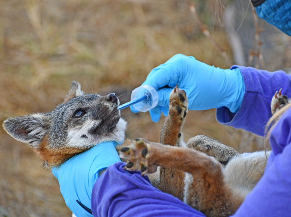 Fox monitoring vital on Catalina Island