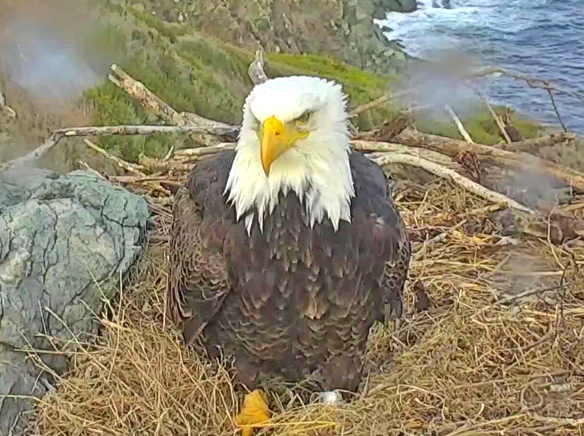 Keep an eye on the eagle’s nest