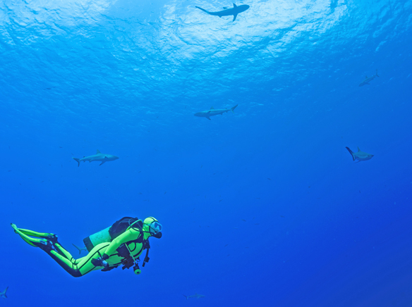 Teditorial: While intimidating and scary, sharks ignore us