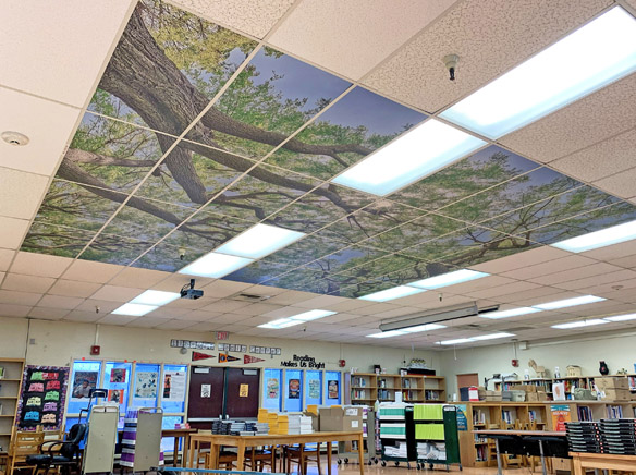 Program puts tree canopies on mainland school ceilings