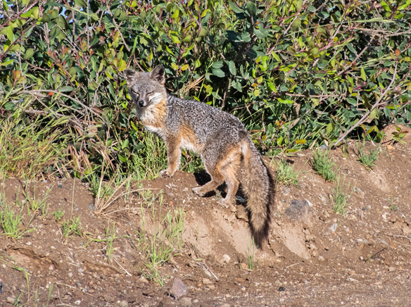 Complicated, diverse life of Catalina Island foxes
