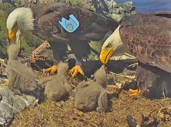 Welcome newest island residents