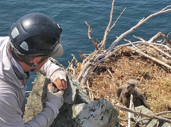Conservationists rescue fallen eaglet