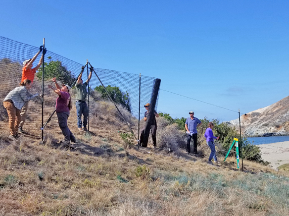 Conservancy restoration project highlights coastal sage scrub