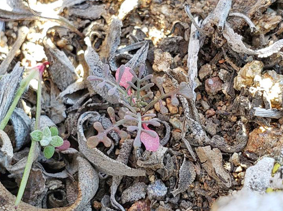 Rare plant population observed on Catalina