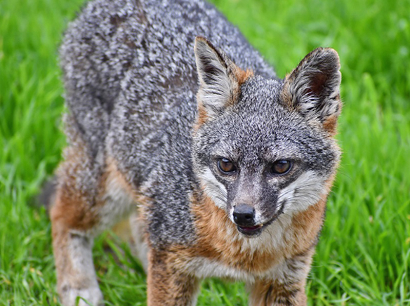 Catalina Island scientists confab on foxes