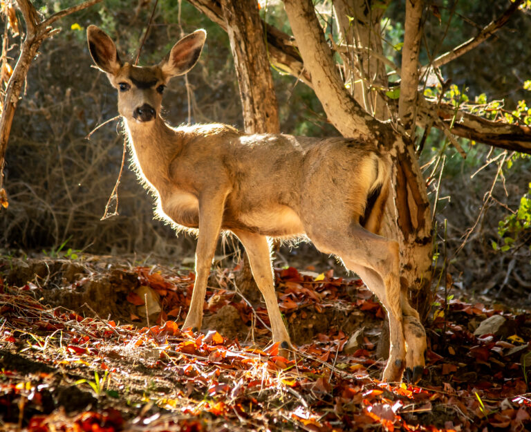 Future of Catalina mule deer up to state
