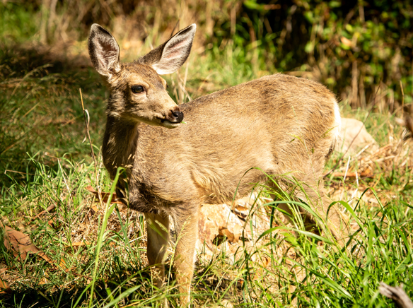 Wildlife Department staff are reviewing Conservancy’s permit application