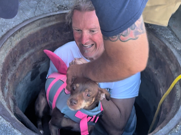 Dog survives storm drain scare