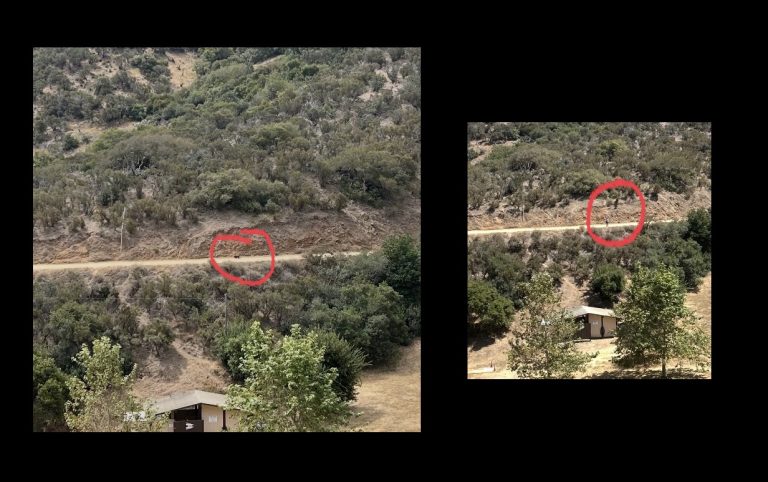 Recent sighting brings ‘big cat legend’ back