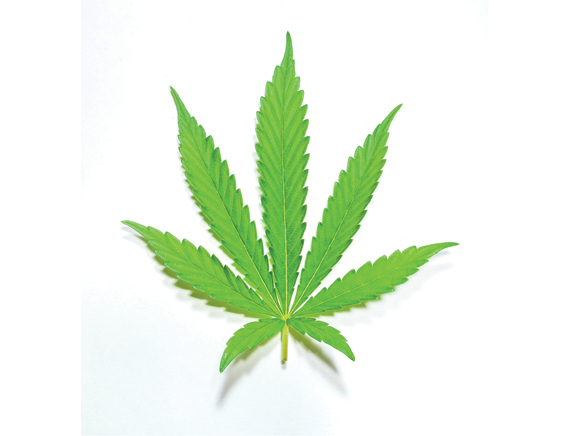 Avalon City Council approves cannabis delivery business permit