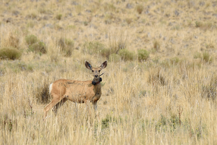 County asks state to halt Conservancy plan